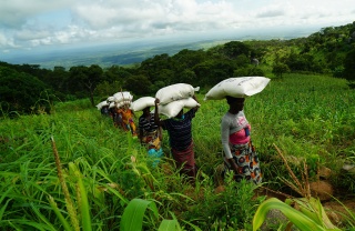 Women in Malaiw carrying Marys Meals