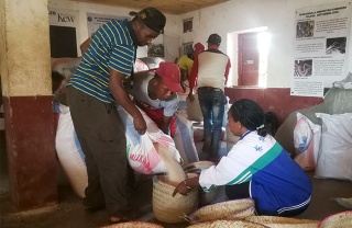 Community pouring rice into baskets