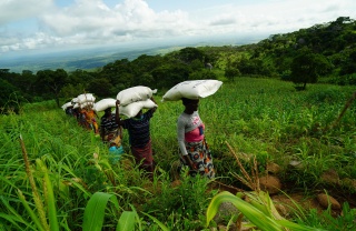 Women volunteers transporting food in Malawi