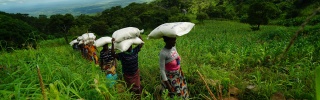 Women volunteers transporting food in Malawi
