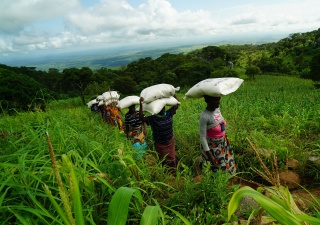 Women in Malaiw carrying Marys Meals