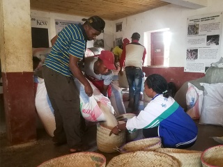 Community pouring rice into baskets